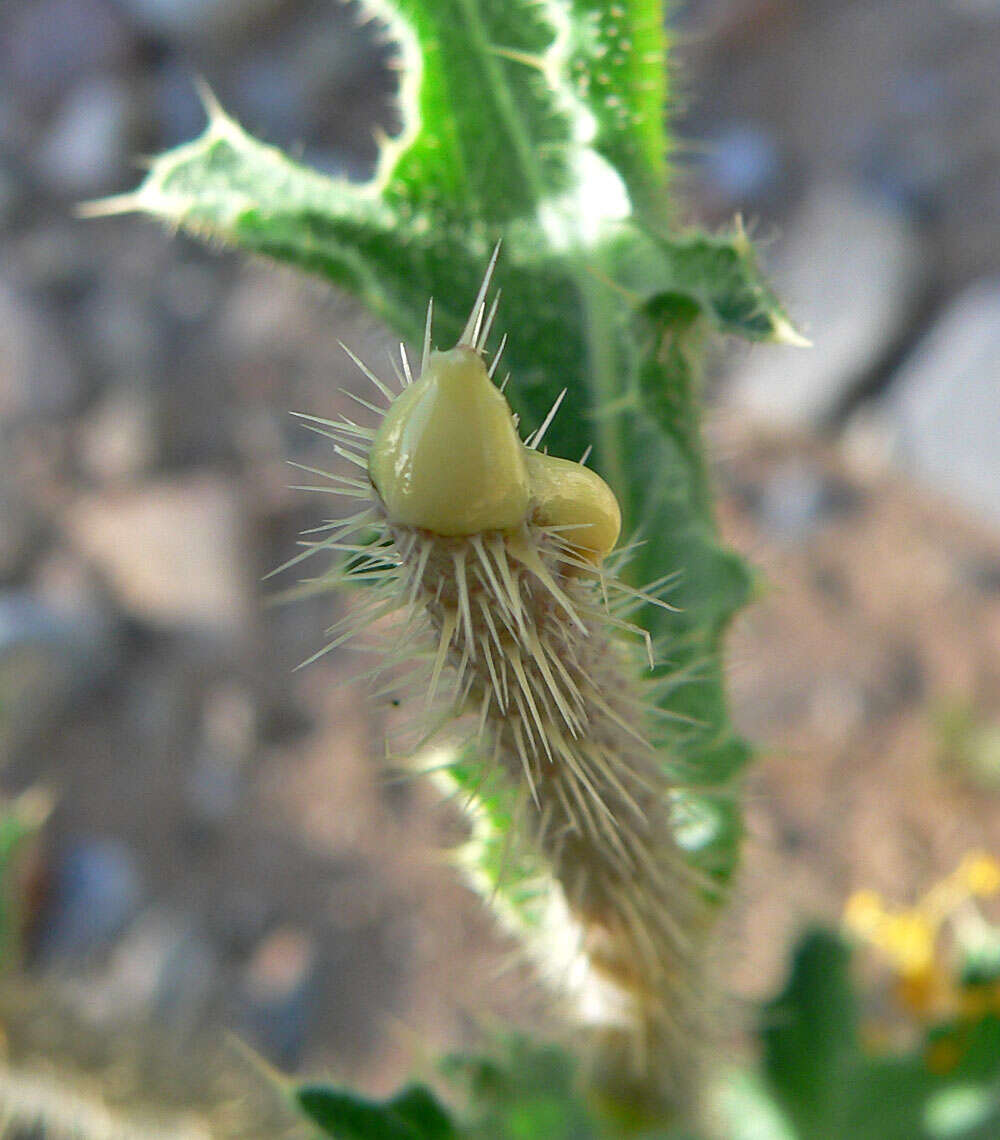 Image of flatbud pricklypoppy