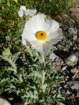 Image of flatbud pricklypoppy