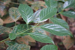 Image of Litsea elliptica Bl.