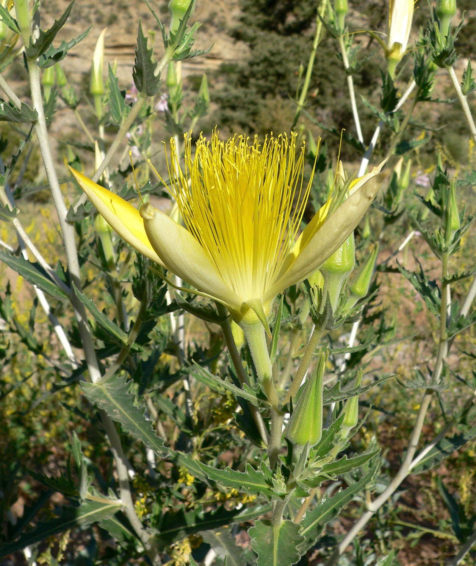 Image of giant blazing star