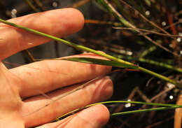 Plancia ëd Eragrostis refracta (Muhl.) Scribn.