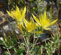 Image of giant blazing star