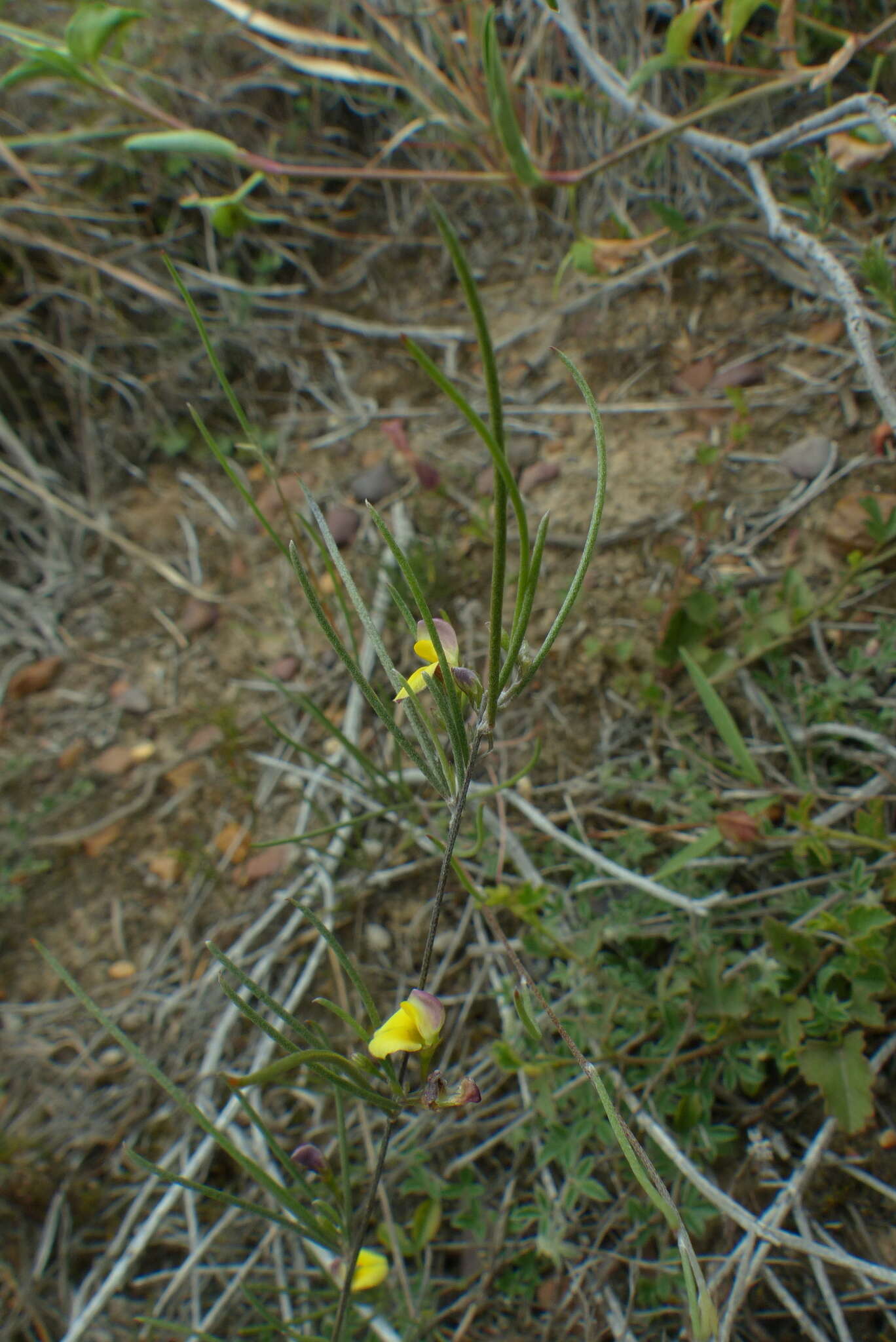 Image of <i>Aspalathus lebeckioides</i>