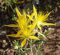 Image of giant blazing star