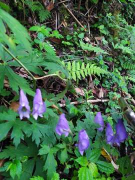 Image of Aconitum formosanum Tamura