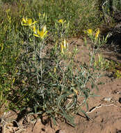 Image of giant blazing star