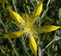 Image of giant blazing star