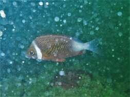 Image of Igcar monocle bream