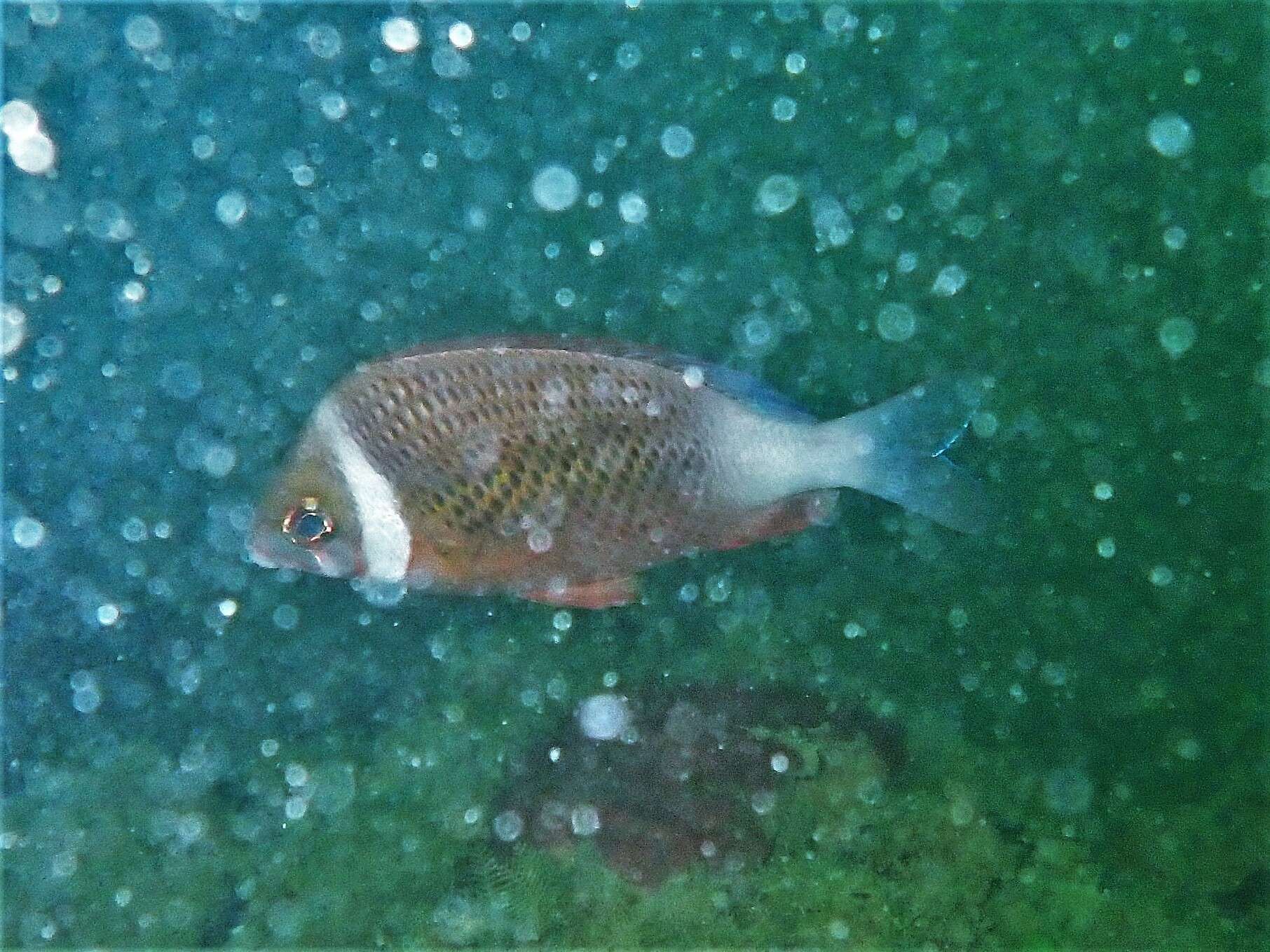 Image of Igcar monocle bream