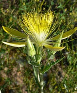 Image of giant blazing star