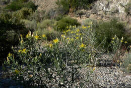 Image of giant blazing star