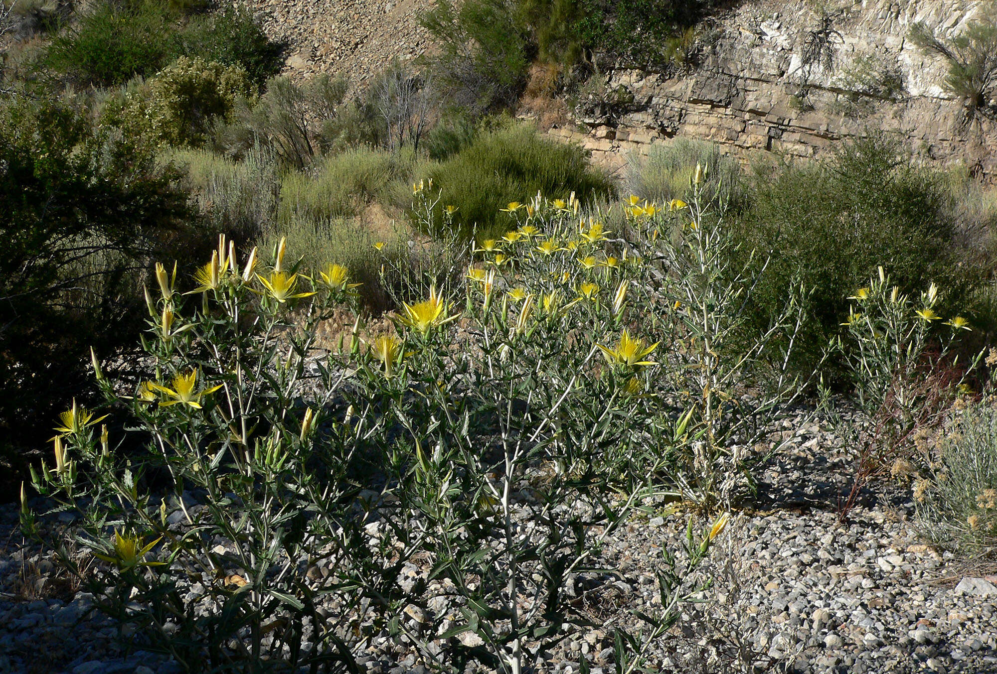 Image of giant blazing star