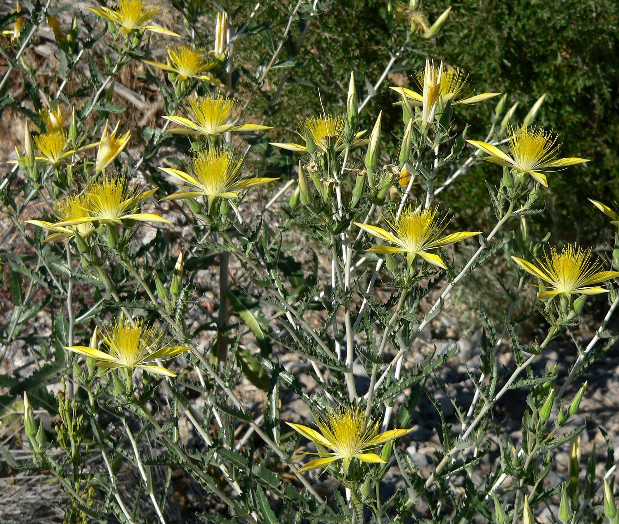 Image of giant blazing star