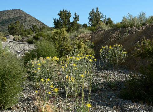 Image of giant blazing star