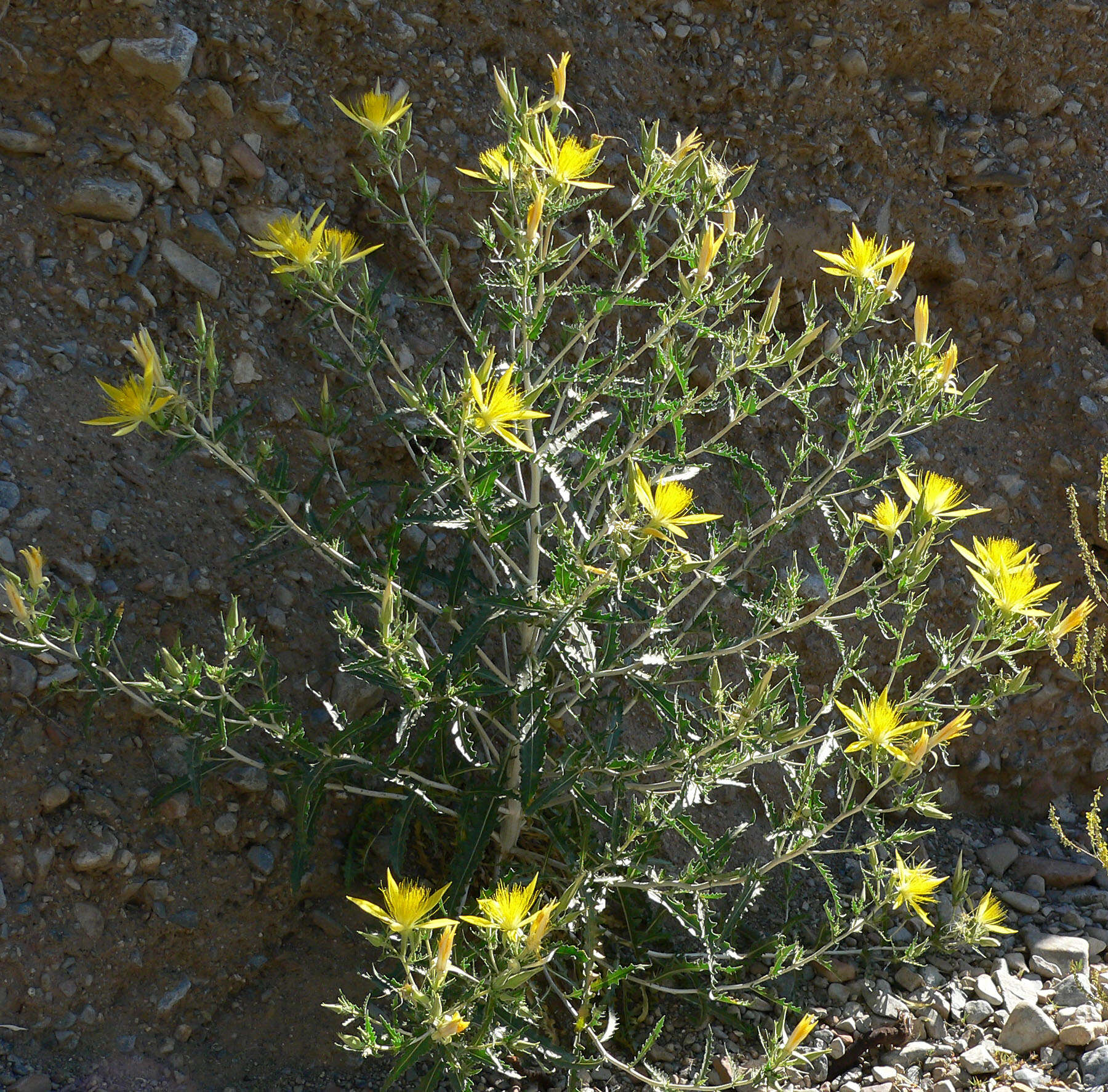 Image of giant blazing star