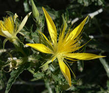 Image of giant blazing star