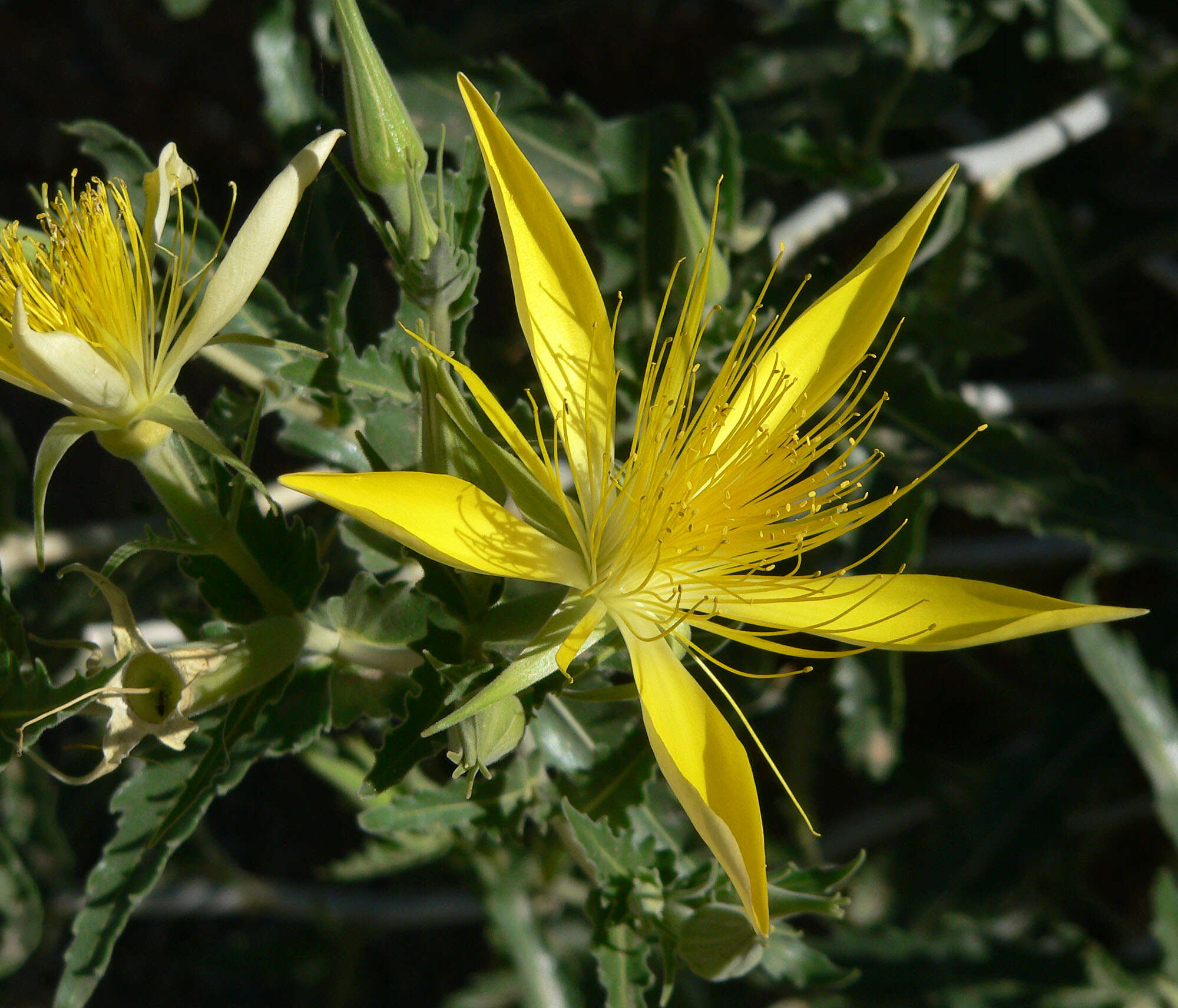 Image of giant blazing star