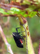 Image of Crepusia fuliginosa (Olivier 1791)