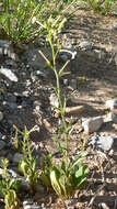 Plancia ëd Nicotiana attenuata Torr. ex S. Wats.