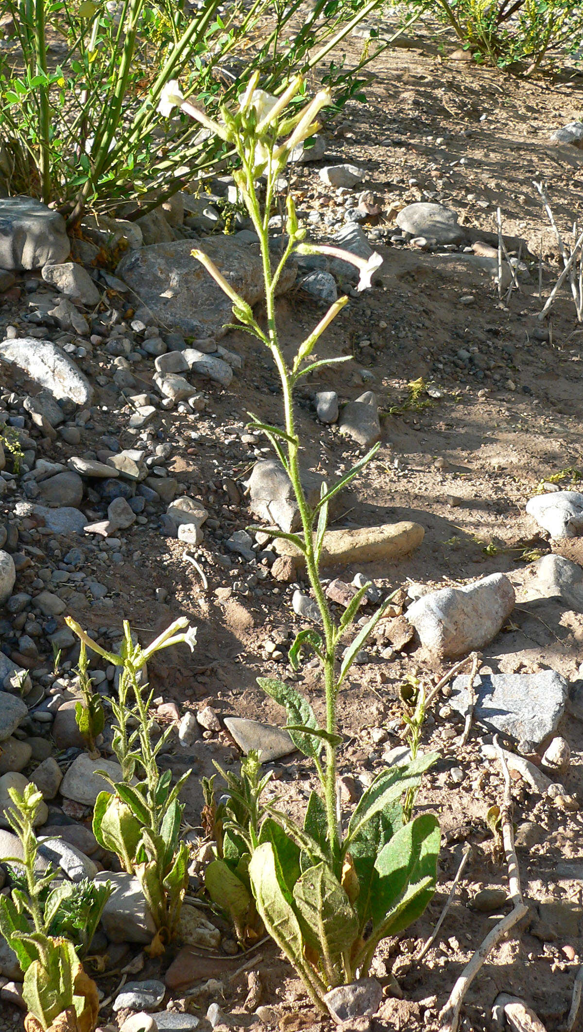 Plancia ëd Nicotiana attenuata Torr. ex S. Wats.