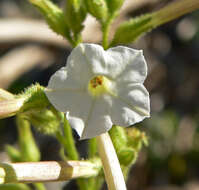 Plancia ëd Nicotiana attenuata Torr. ex S. Wats.