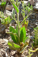 Plancia ëd Nicotiana attenuata Torr. ex S. Wats.