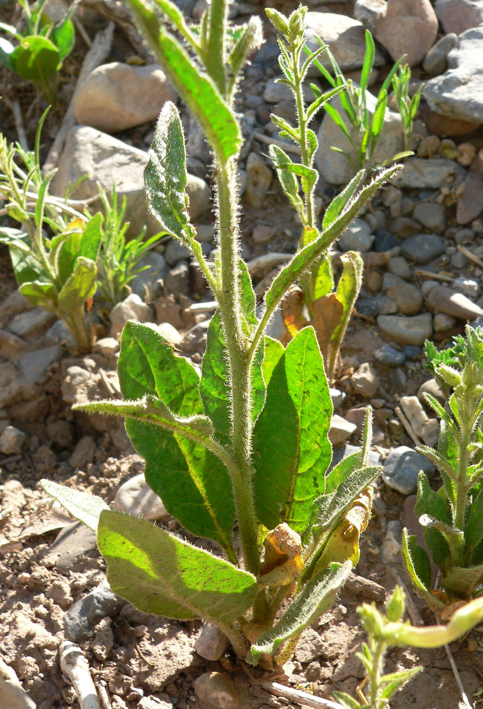 Plancia ëd Nicotiana attenuata Torr. ex S. Wats.