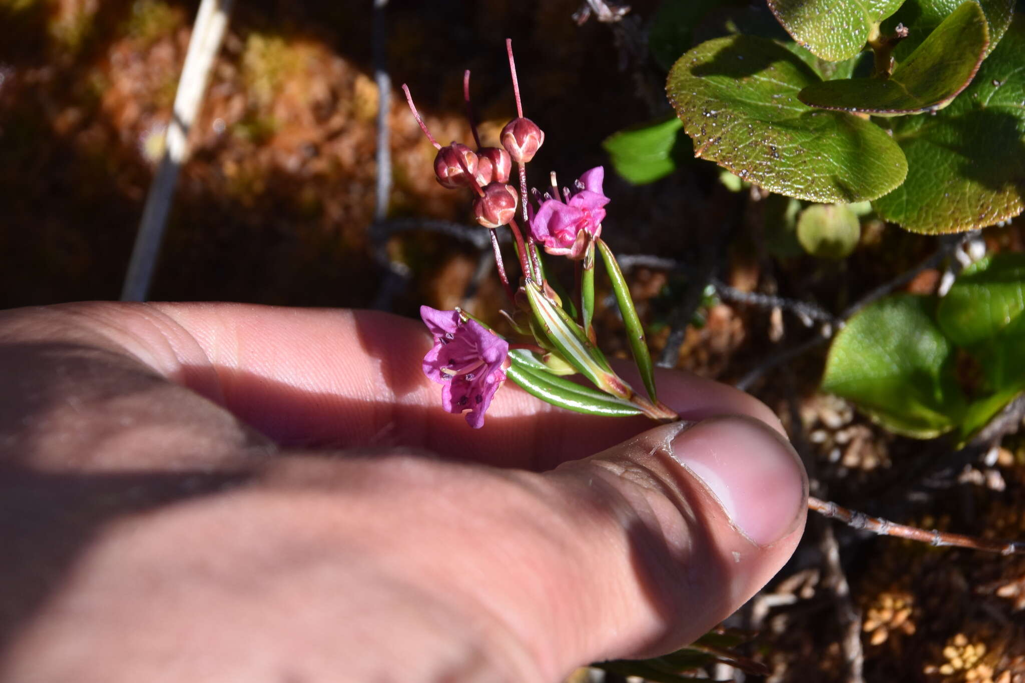 Image of alpine laurel