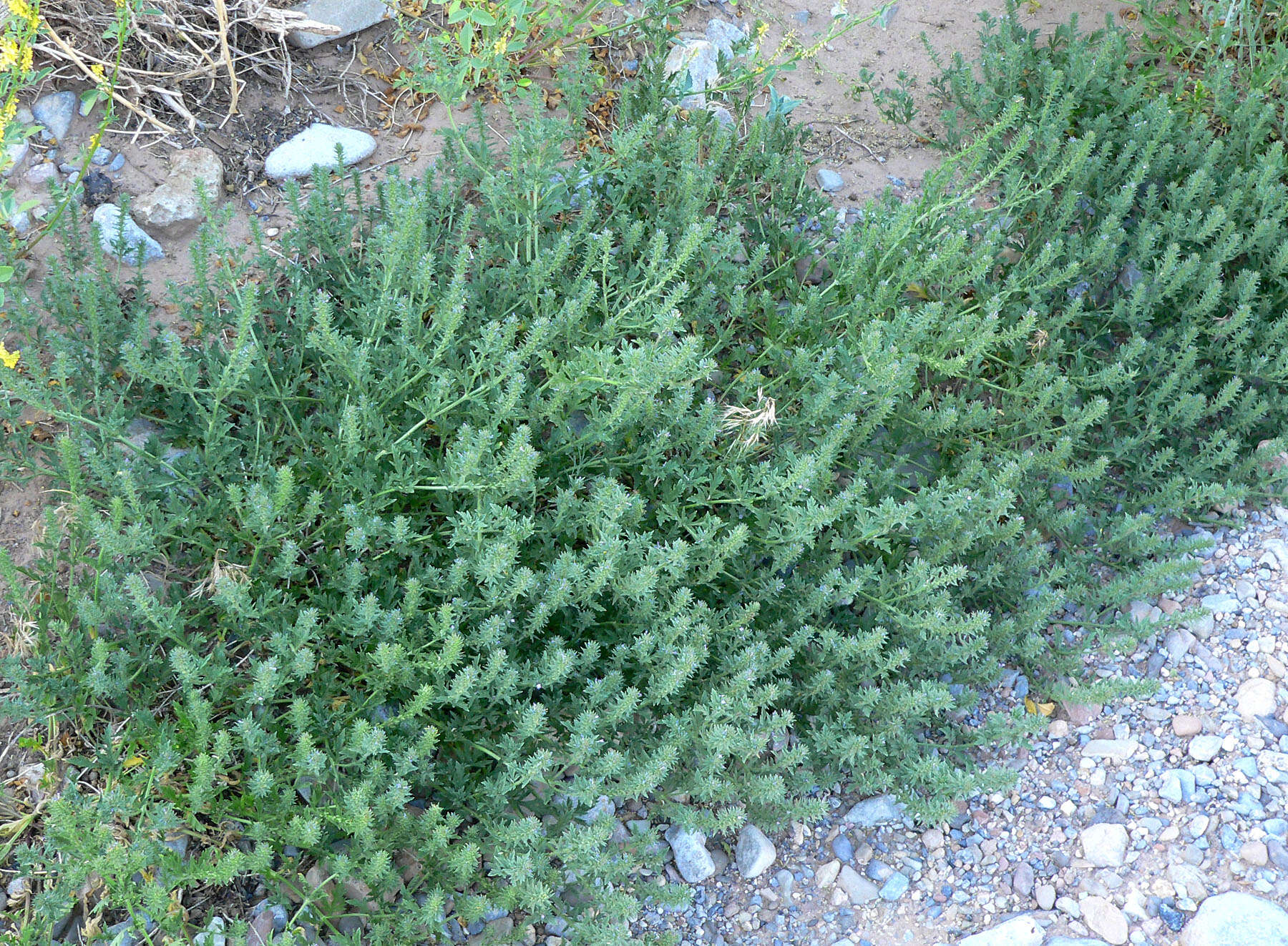 Image de Verbena bracteata Cav. ex Lag. & Rodr.