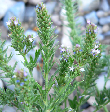 Image of bigbract verbena