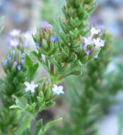 Image of bigbract verbena