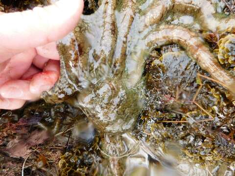 Image of California two-spot octopus