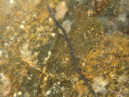 Image of Odontosyllis polycera (Schmarda 1861)