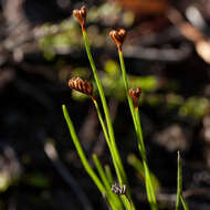 Imagem de Schizaea tenella Kaulf.