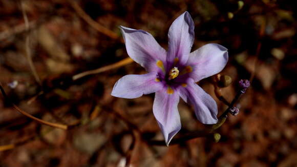 Image of Moraea polyanthos L. fil.