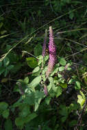 Image de Teucrium hircanicum L.