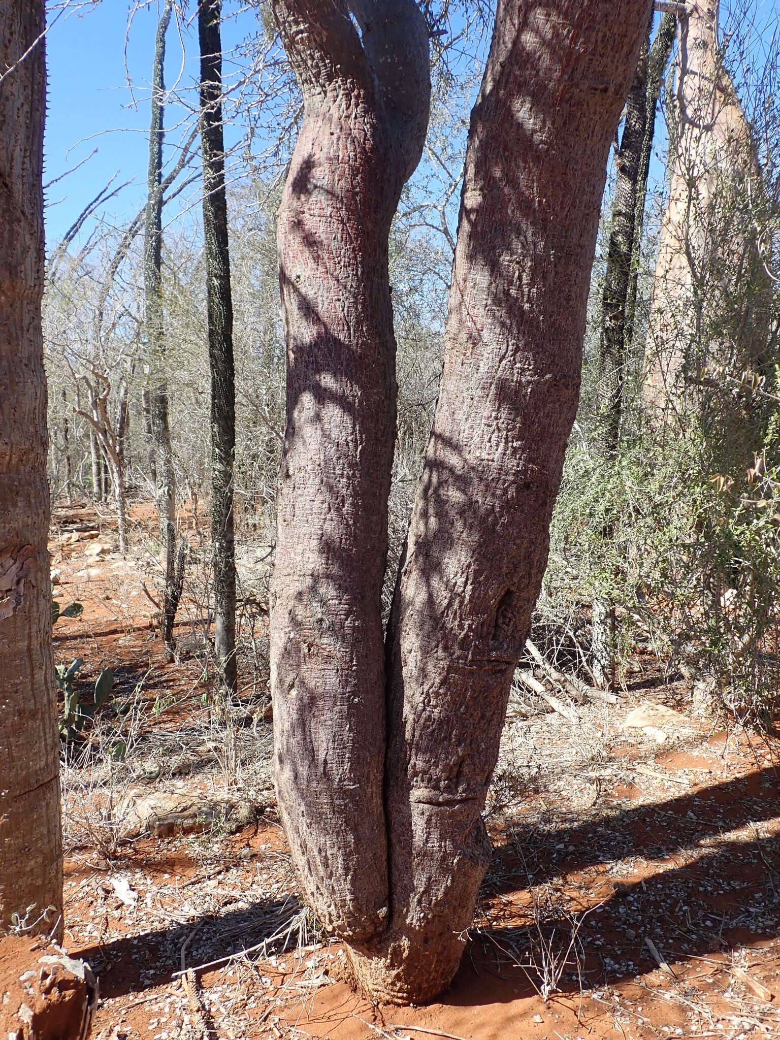 Image of Operculicarya hyphaenoides H. Perrier