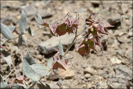 Image de Trichodesma incanum Bunge