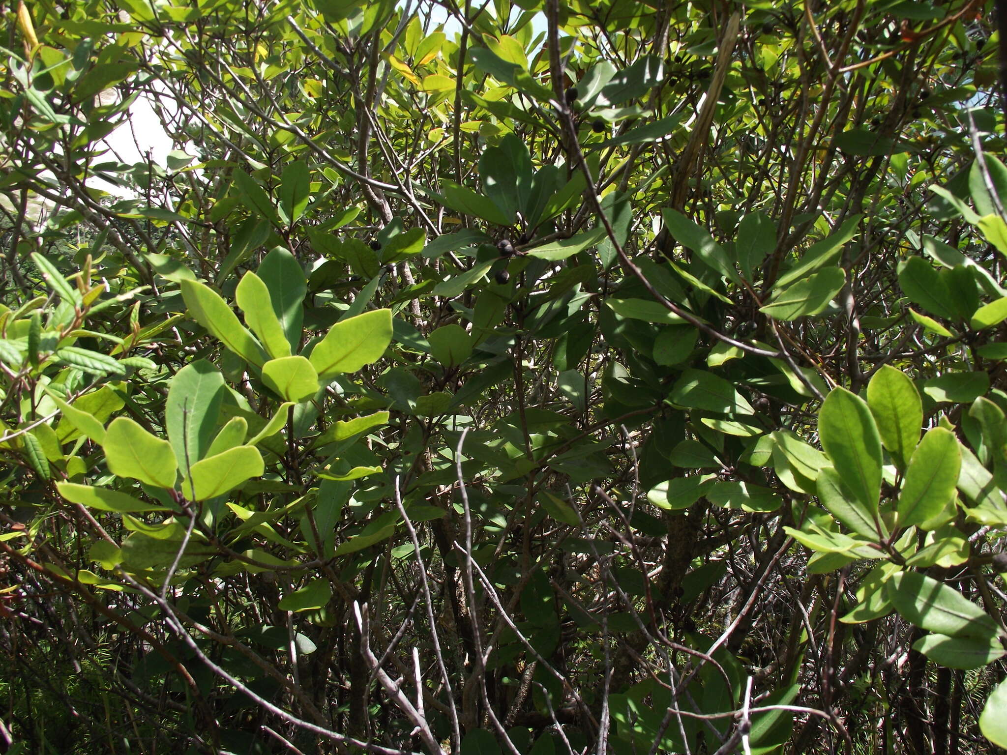 Image de Pittosporum huttonianum T. Kirk