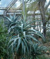 Image of Uitenbage aloe