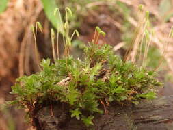 Image of largetooth calcareous moss