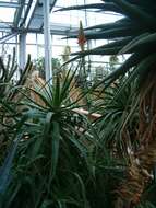 Image of candelabra aloe