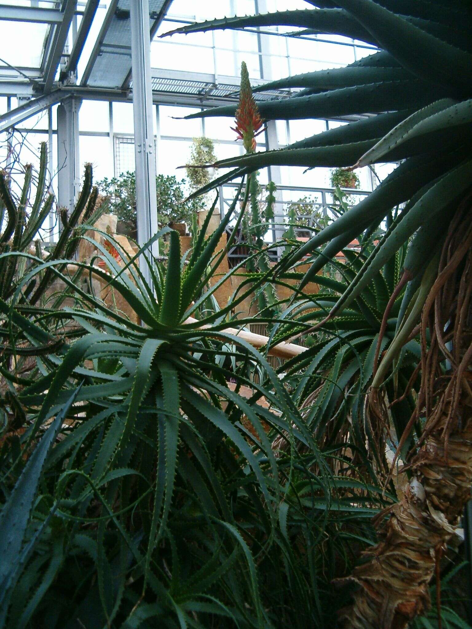 Image of candelabra aloe
