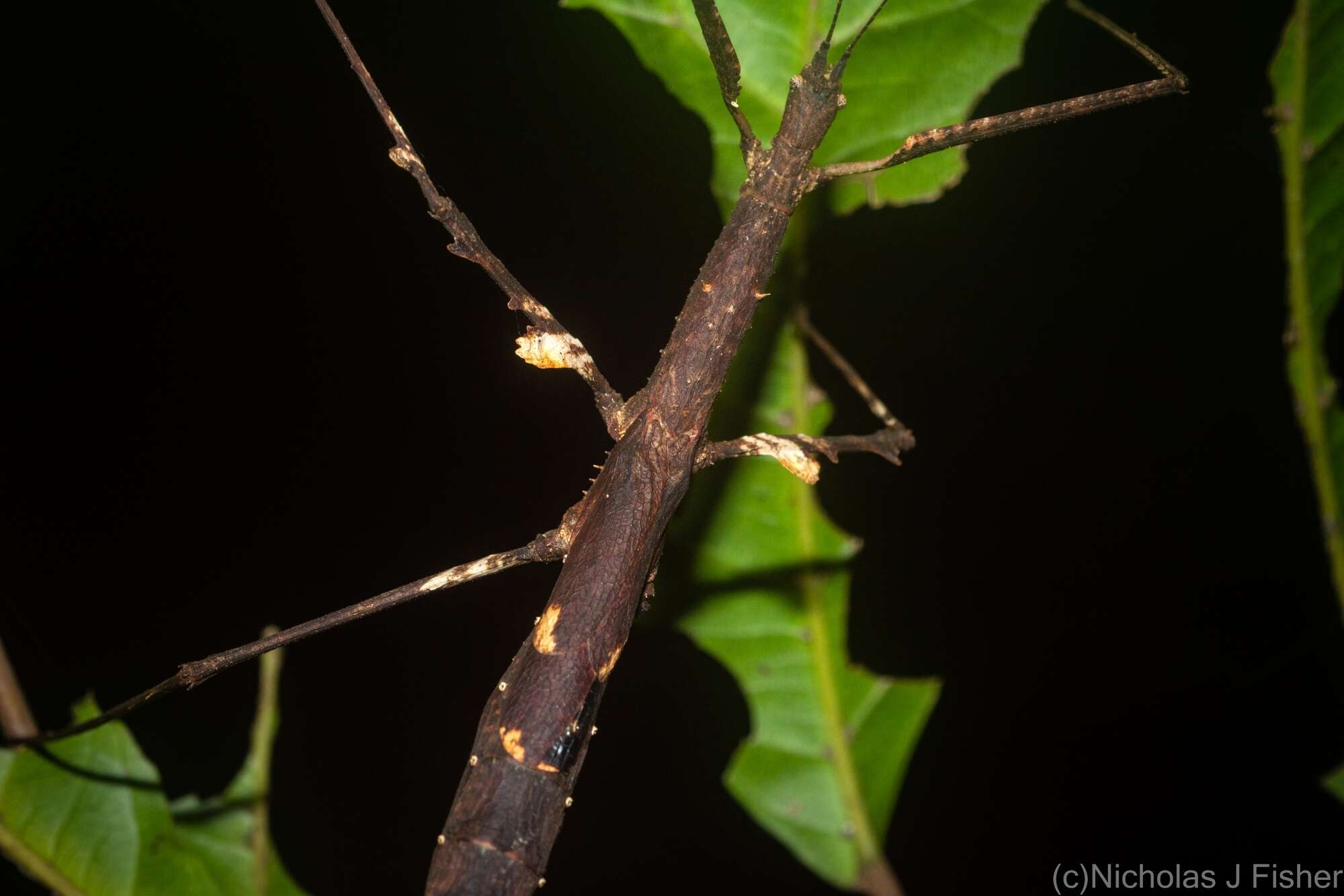 Image of Onchestus gorgus (Westwood 1859)