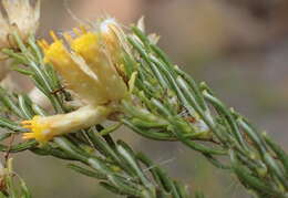 Imagem de Helichrysum hamulosum DC.