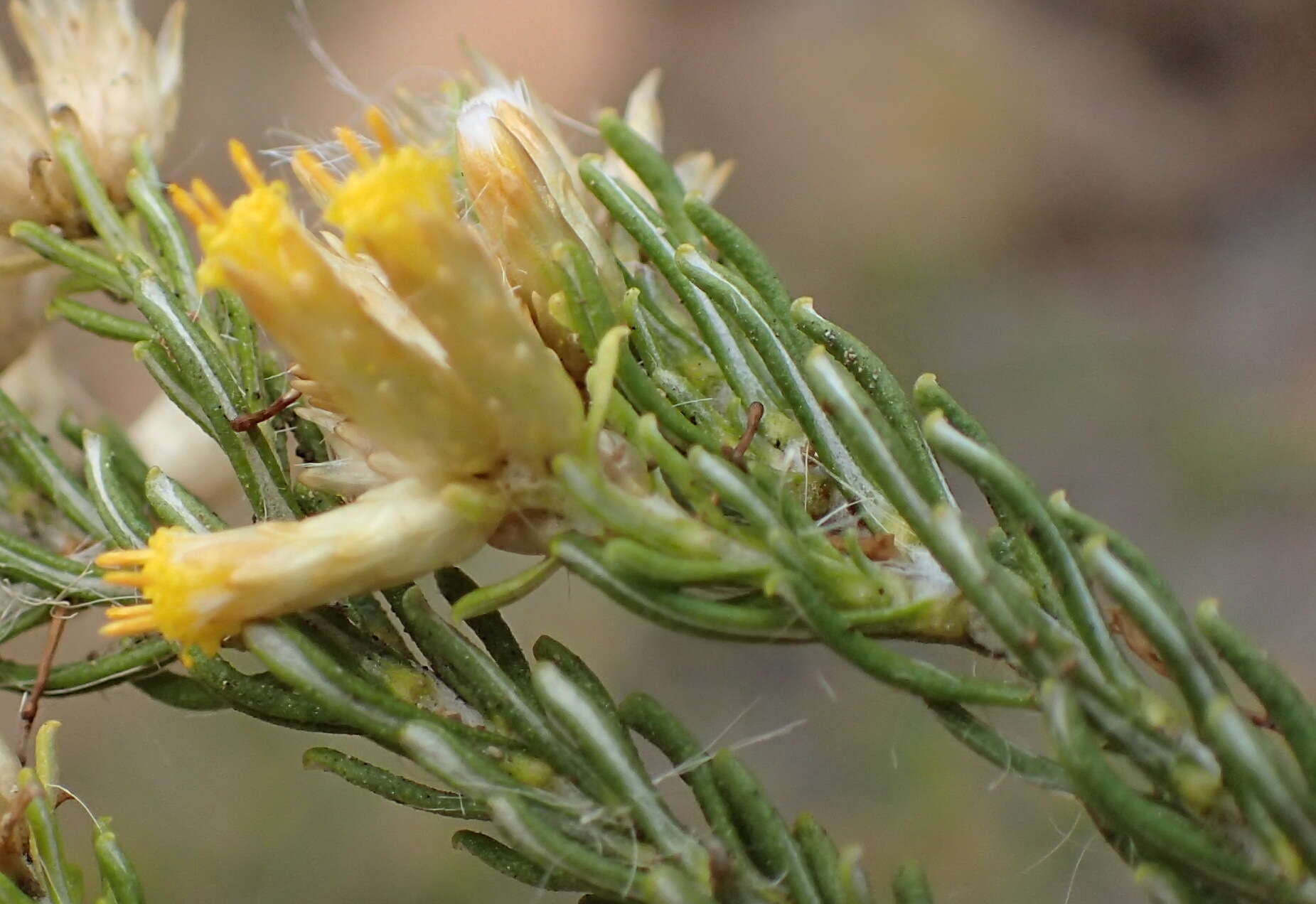 Imagem de Helichrysum hamulosum DC.