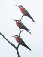 Image of Rosy Bee-eater