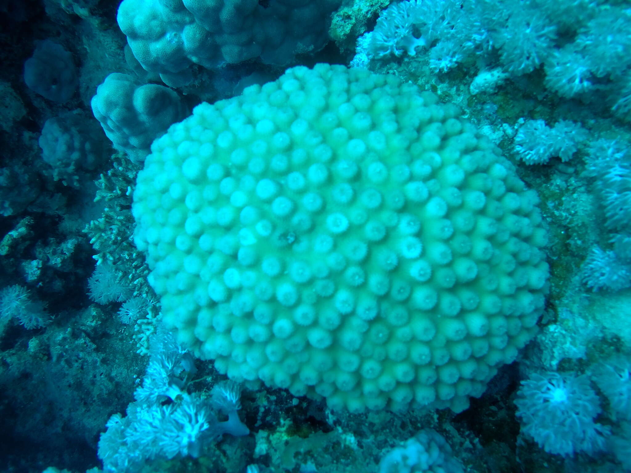 Image of hedgehog coral