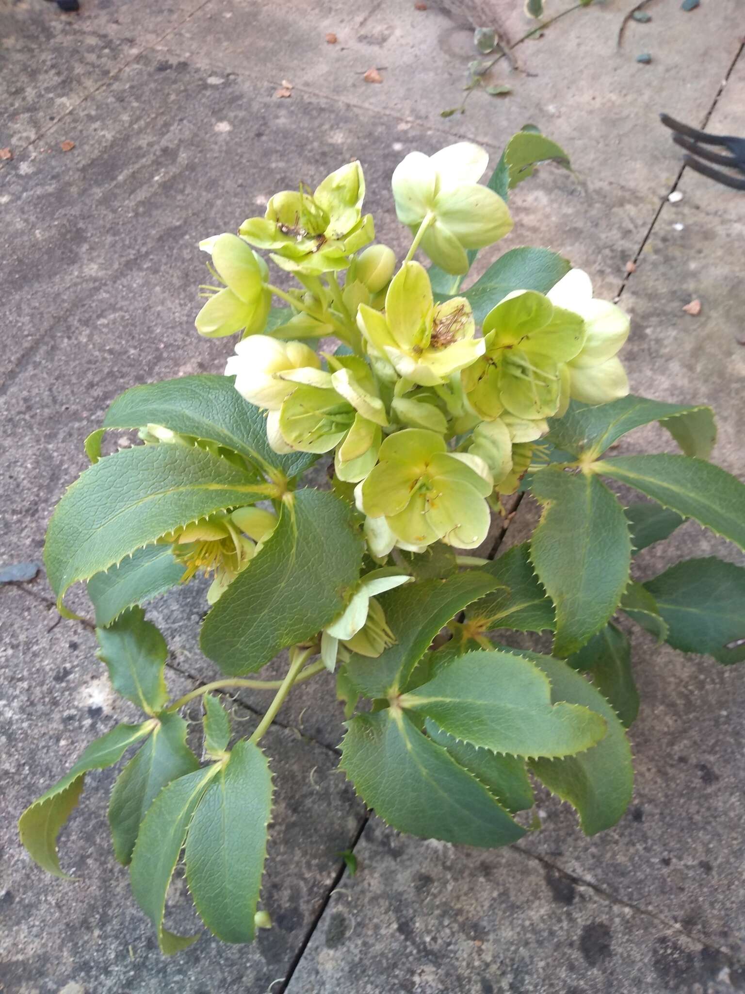 Image of Corsican hellebore