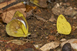 Image de Eurema blanda (Boisduval 1836)